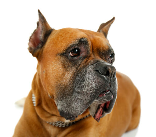 Een close up van een knappe boxerhond met slappe lippen en puntige oren