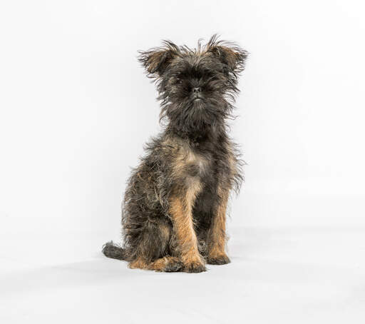 Een schattige kleine affenpinscher die aandachtig zit