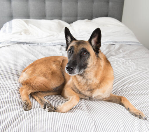 Een gezonde, volwassen belgische malinois die comfortabel op het bed van zijn eigenaar ligt