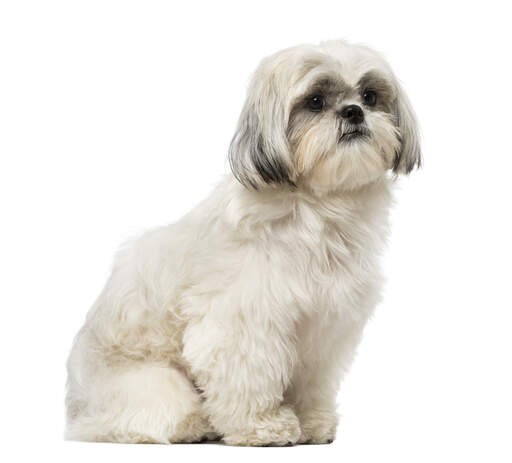 Een volwassen en Goed gemanierde kleine shih tzu die netjes zit