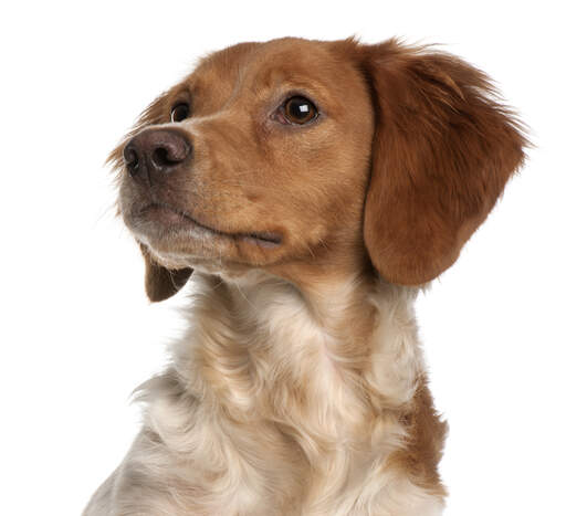Een close up van de lange oren en de puntige neus van een bretagne puppy