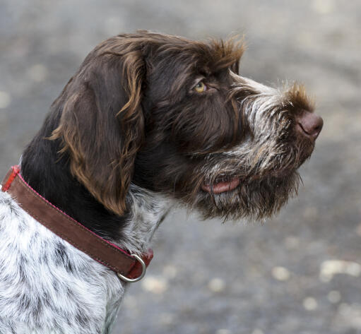 Een close up van de baard en wenkbrauwen van een duitse ruwharige pointer