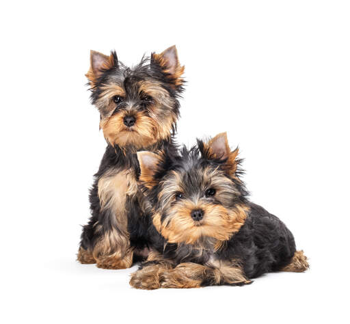 Twee jonge zwart en bruin gecoate yorkshire terriers genieten van elkaars gezelschap