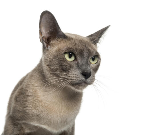 Een jonge tonkinese kat met zijn heldere groene ogen