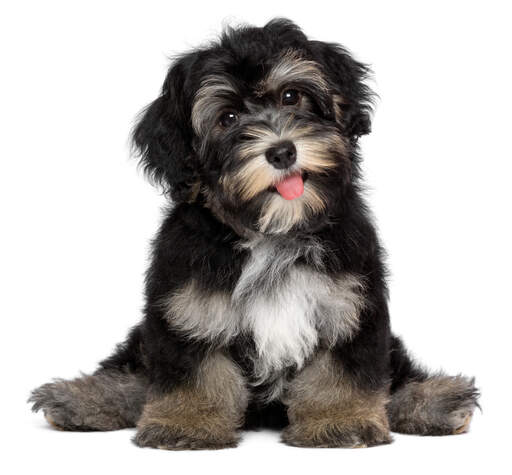 Een brutale zwart met zandkleurige havanezer puppy met zijn tong uit