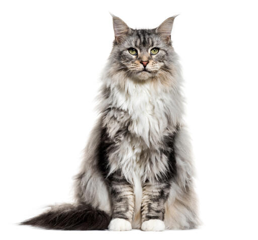 Onderscheiden streepje Uitreiken Maine coon | Kattenrassen