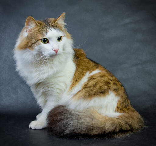 Een alerte ginger tabby bicolour ragamuffin kat