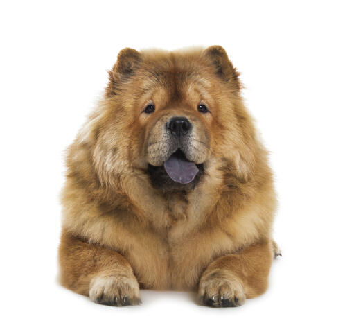 Een volwassen chow chow met een mooie dikke bruine vacht