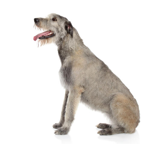 Een prachtige ierse wolfshond met een puppy vacht en een smerige baard