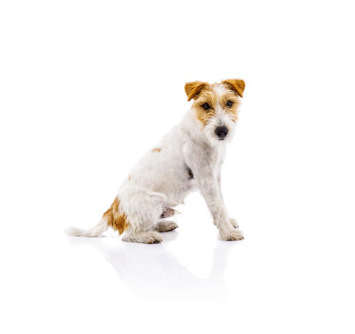 Een parson russell terrier die prachtig zit te pronken met zijn prachtige, pezige vacht.