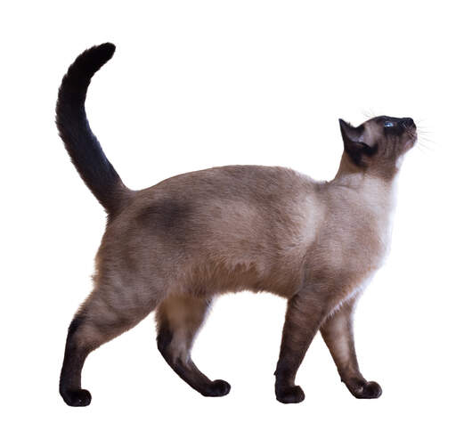 Een elegante siamese kat