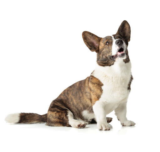 Een volwassen cardigan welsh corgi met een mooie, bruine en witte vacht