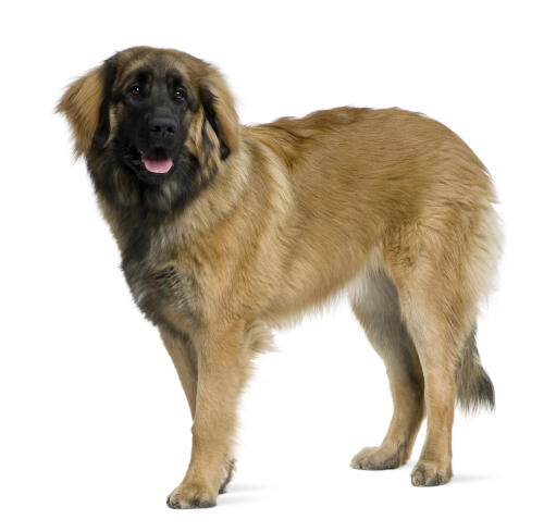 Een gezonde, volwassen leonberger die zijn mooie, dikke vacht laat zien