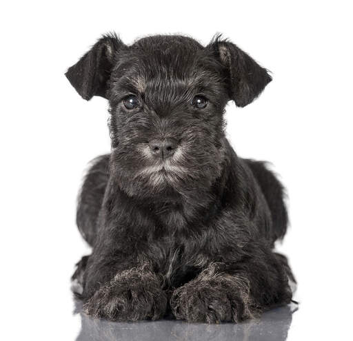 Een schattige kleine miniatuur schnauzer pup die heel netjes ligt, pootjes bij elkaar