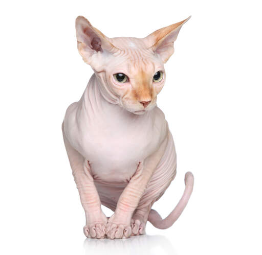 Een sphynx kat met gember zacht dons op zijn neus en oren