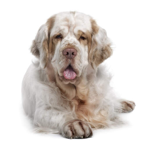 Een volwassen clumber spaniel met een prachtig zachte, wit met bruine vacht