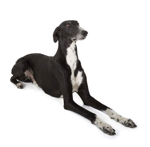 Een jonge volwassen greyhound met een mooie korte, zwart-witte vacht