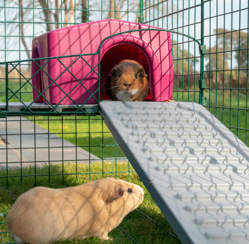 Omlet Zippi cavia box met Zippi platformen, paarse Zippi schuilplaats en cavia's