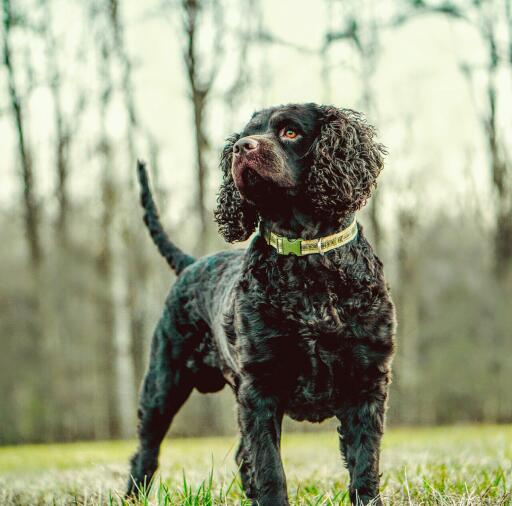 Amerikaanse water spaniel staand in het bos