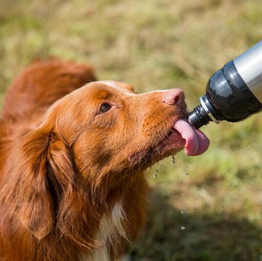 Hond die water van lange poten likken waterfles voor huisdieren zilver