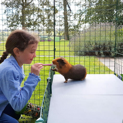 Meisje dat cavia trakteert binnen Omlet Zippi cavia box met Zippi platforms