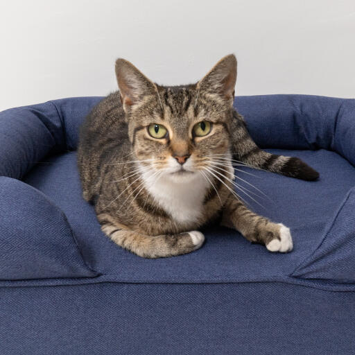 Close-up van kat zittend op middernacht blauw bolster traagschuim kattenbed