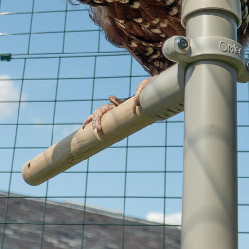 Close-up van kip zittend op baars van Poletree aanpasbare kippenboom in Omlet inloop kippenren