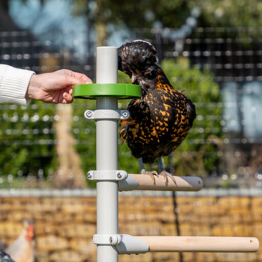 Kippen voederen op vrijstaande kippenboom