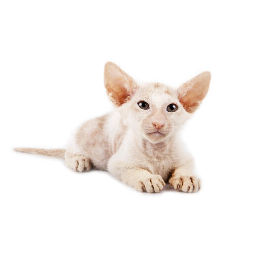 Een peterbald met zijn beroemde grote oren