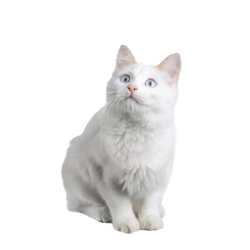 Een wit enGora kitten met mooie blauwe ogen