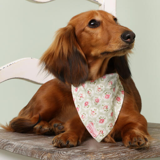 Hond op een stoel in een gebloemde cath kidston bandana