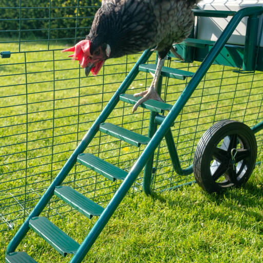 Kippen die naar beneden klimmen Omlet Eglu Cube kippenhok en ren ladder