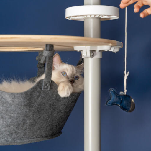 Schattige witte pluizige kat speelt met vis speeltje in de hangmat van een Omlet vloer tot plafond kattenboom
