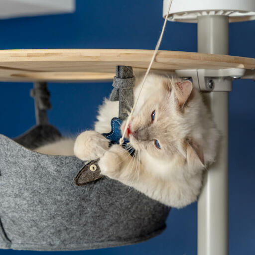 Schattige witte pluizige kat speelt met vis speeltje in de hangmat van een Omlet vloer tot plafond kattenboom