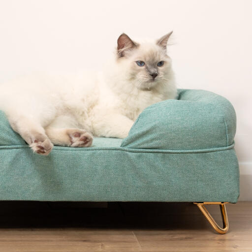 Schattige witte pluizige kat zittend op groenblauw traagschuim kattenbolster bed met Gold haarspeld pootjes