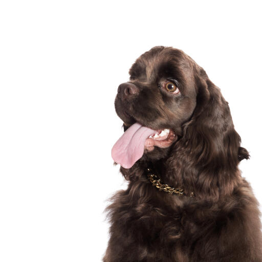 Een schattige chocoladebruine amerikaanse cocker spaniel hijgend met zijn tong uit