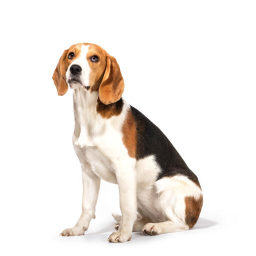 Een jonge volwassen beagle met een zeer verzorgde vacht