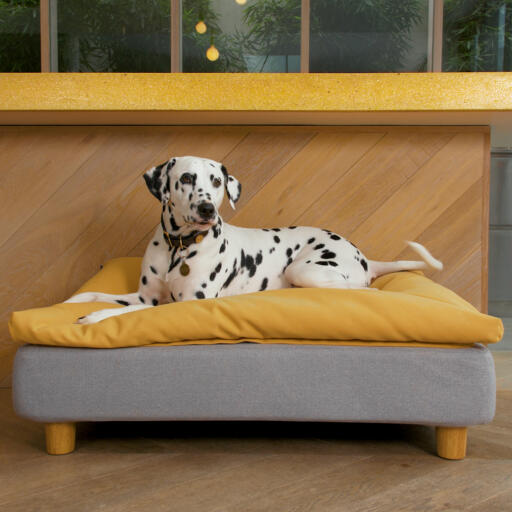Hond liggend op Omlet Topology hondenbed met zitzak topper en ronde houten poten