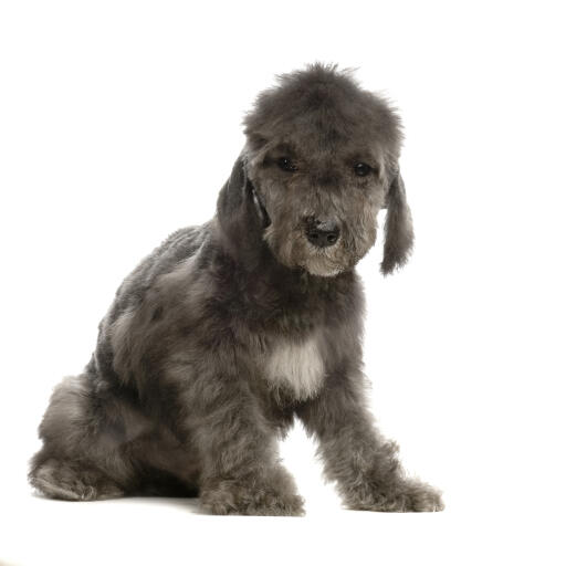 Een mooie, kleine bedlington terriër puppy die netjes zit