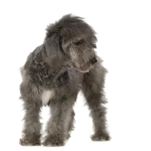 Een jonge bedlington terrier puppy met een mooie, zachte vacht