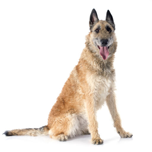 Een lieve belgische herdershond (laekenois) zittend