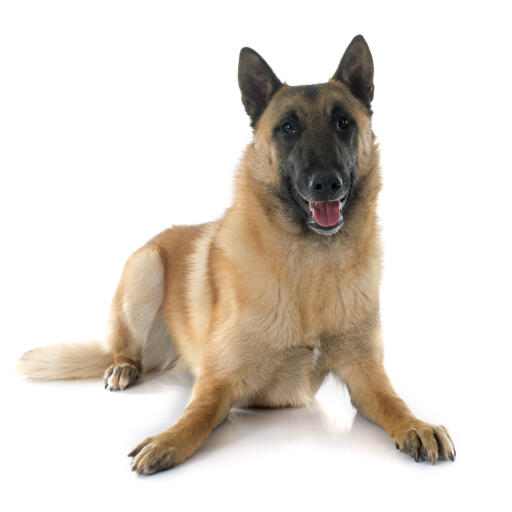 Een mooie belgische herdershond (malinois) liggend