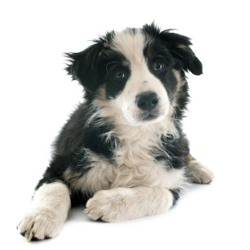 Een gezond opgroeiende border collie puppy