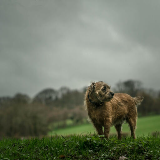 Een volwassen border terrier, genietend van wat beweging in de regen