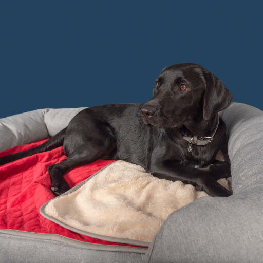 Een zwarte labrador op een grijs traagschuim bolsterbed met een Luxury christmas soft blanket