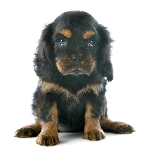 Een mooie, donkerharige cavalier king charles spaniel puppy