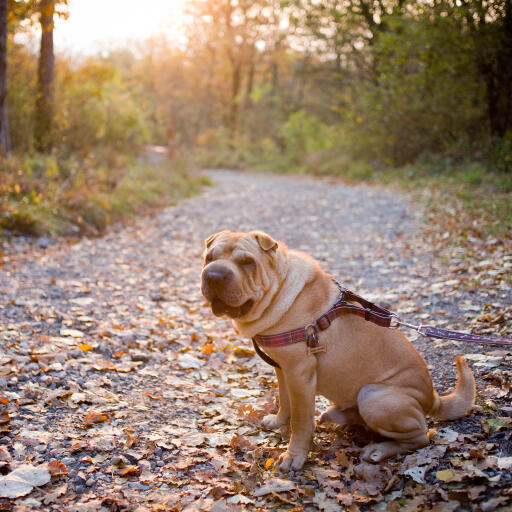 Een volwassen chinese shar pei die netjes buiten zit