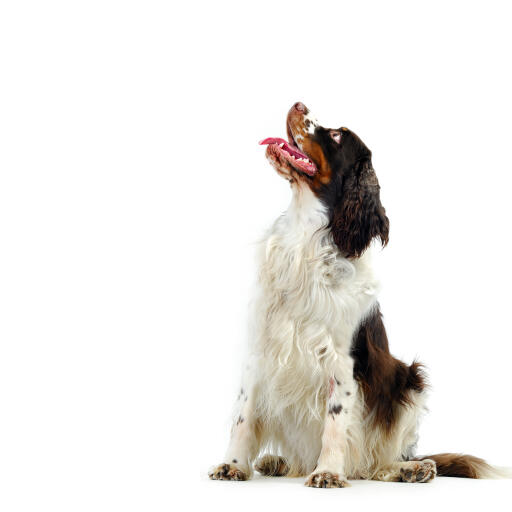 Een mooie volwassen engelse springer spaniel met een zwart, bruin en witte vacht