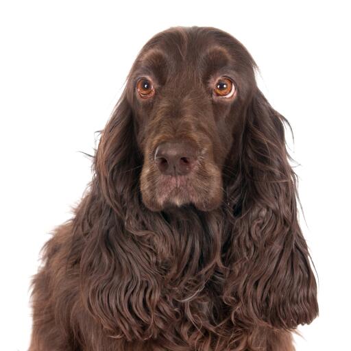 Een GorGeous field spaniel met schattige ogen