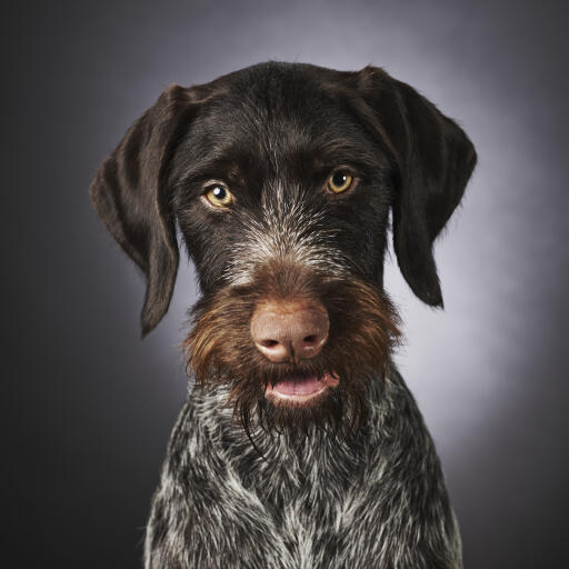 Een close up van een duitse ruwharige pointer zijn mooie baard